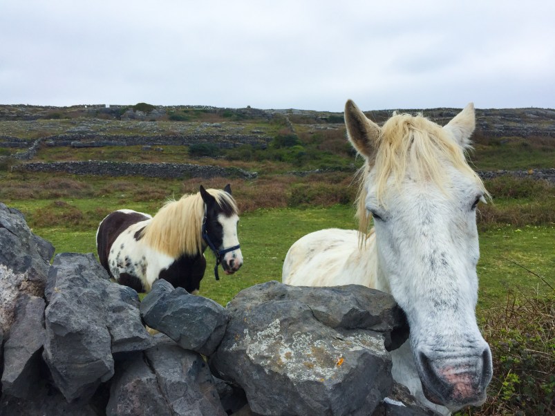 Two ponys