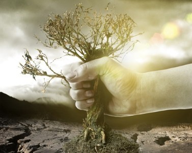 Hand holding dry tree in front of a catastrophic background