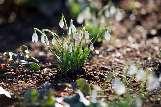 Snowdrop Week, Altamont Gardens, Co. Carlow.jpg