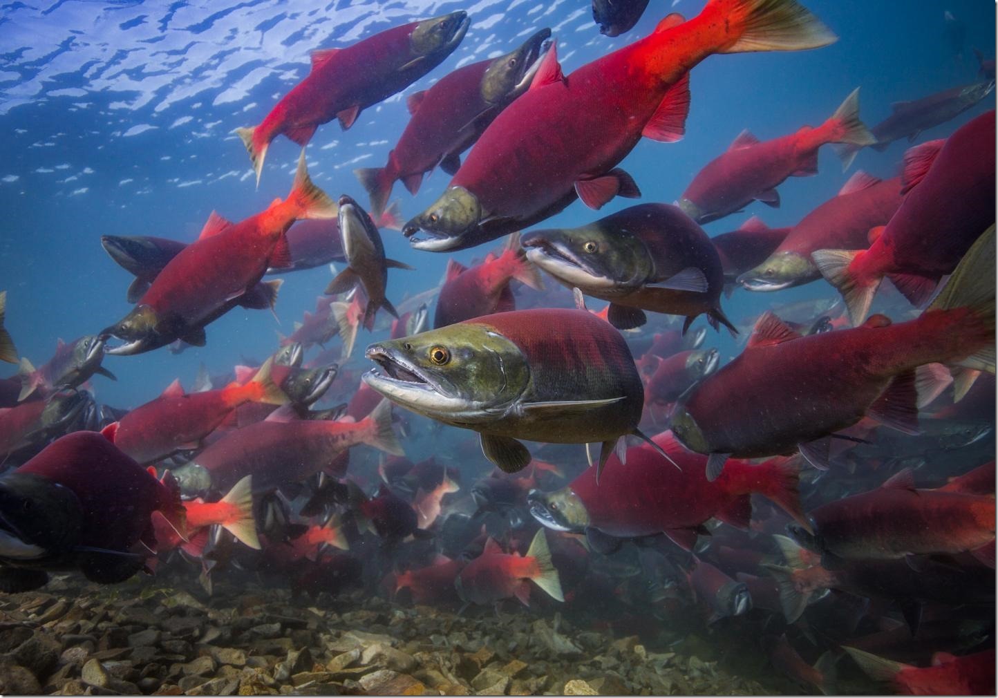 Adult sockeye salmon returning to spawn in the lakes of Bristol Bay, Alaska. Credit: Jason Ching/University of Washington