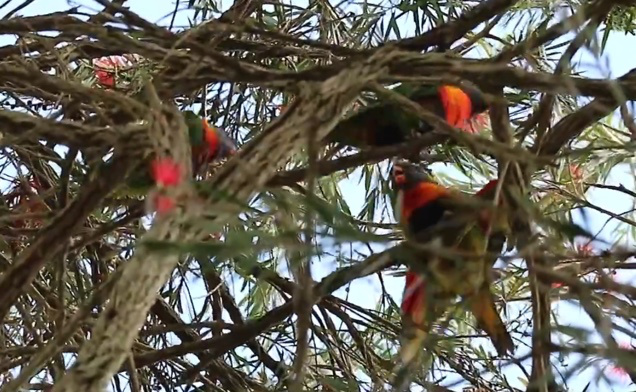 Rainbow Lorikeets