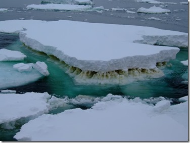 Sea ice in Antarctica showing a brown layer of ice algae. These microbes thrive in sea ice 'houses' and are the beginning of many food webs, which branches out to feed all larger lifeforms. The melting sea ice has a downstream effect on ice algae, which means a diminished food web and greater risk of starving ocean life. Credit Rick Cavicchioli, UNSW Sydney