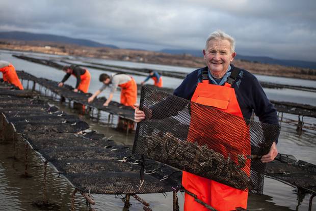 Jimmy, Irish Premium Oysters.jpg