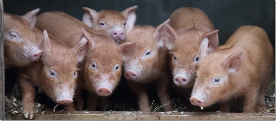 Matt Cardy/Getty Images