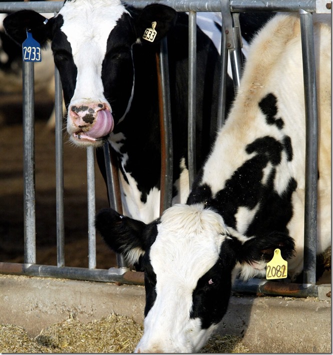 A pair of milk cows eat 29 December 2003 in a lot near Greeley, Colorado. (Photo by DON EMMERT/AFP/Getty Images)