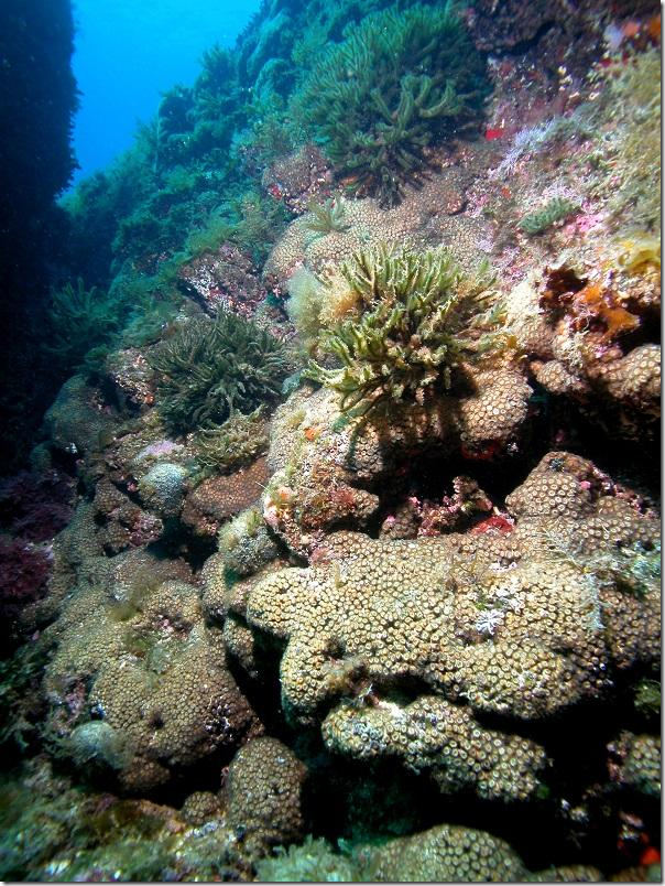 untitled According to the authors, some coral colonies that were considered lost years ago show some living parts. Credit: Diego Kersting
