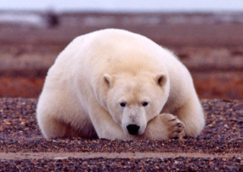 Polar_bear_resting_but_alert_original USFWS
