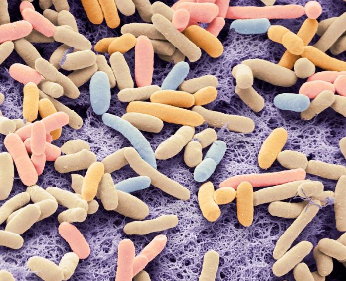 E.coli bacteria.
