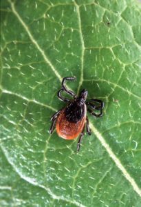 Black-legged tick, also known as the deer tick (ixodes scapularis) on a leaf. Credit: Scott Bauer/U.S. Department of Agriculture. 