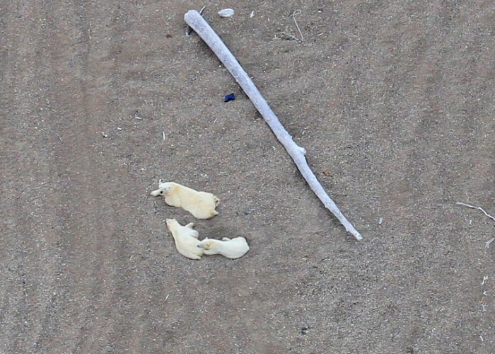 Mother and two-year-old cubs resting onshore SB_NOAA summer 2019