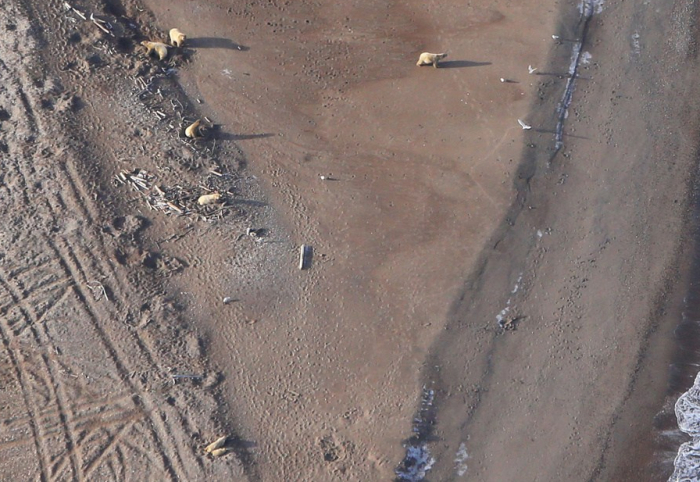 Fat bears on SB beach_NOAA summer 2019