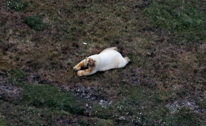 Fat bear near Barrow late August 2019 NOAA