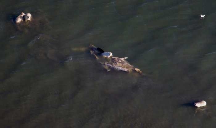 Four polar bears on a bowhead whale carcass near W Beaufort Sea shoreline_NOAA Summer 2019