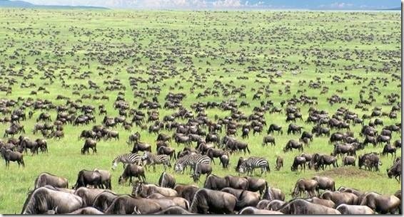 clip_image002 Figure 1. Africa’s Serengeti with Abundant Meat on the Hoof