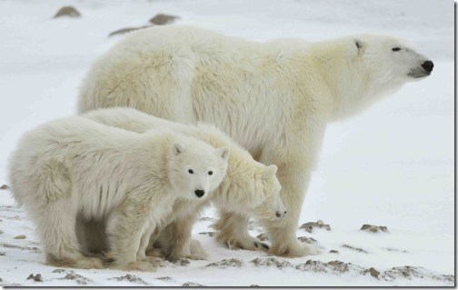mother-with-cubs-russia_shutterstock_71694292_web-size-e1582489285608