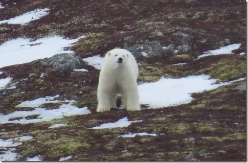 np-polarbearsighting-2018-6_large