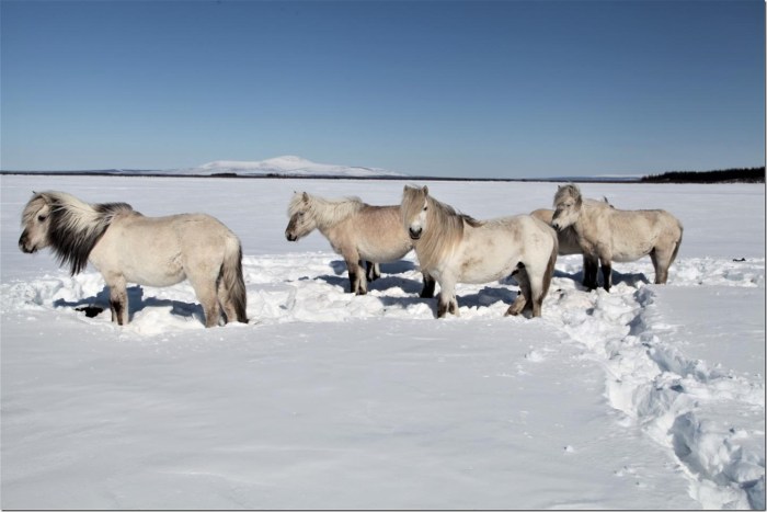 Herds of herbivores preserve the permafrost -- even under strong global warming. Credit: Pleistocene Park