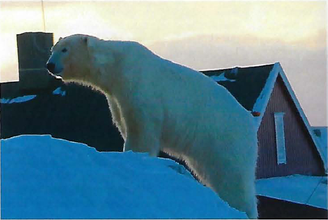 Bear island 8 March 2019_first bear seen since 2011_Bjørnøya Meteorological Station photo SVALBARDPOSTEN