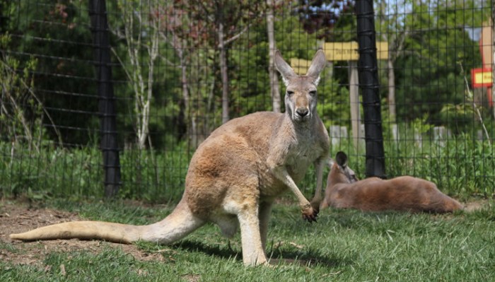 Kangaroo at Columbus Zoo and Aquarium, Author Drex Rockman