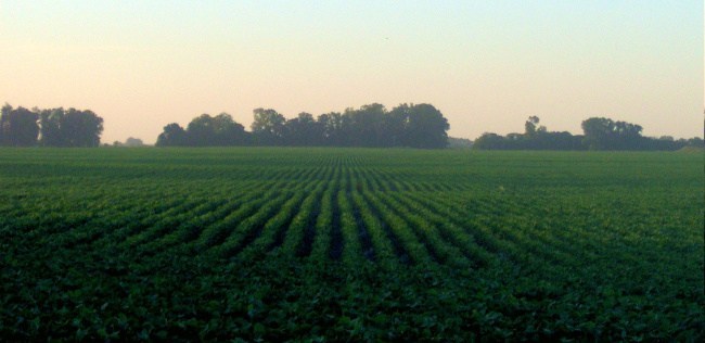 Argentinian Soya Field.