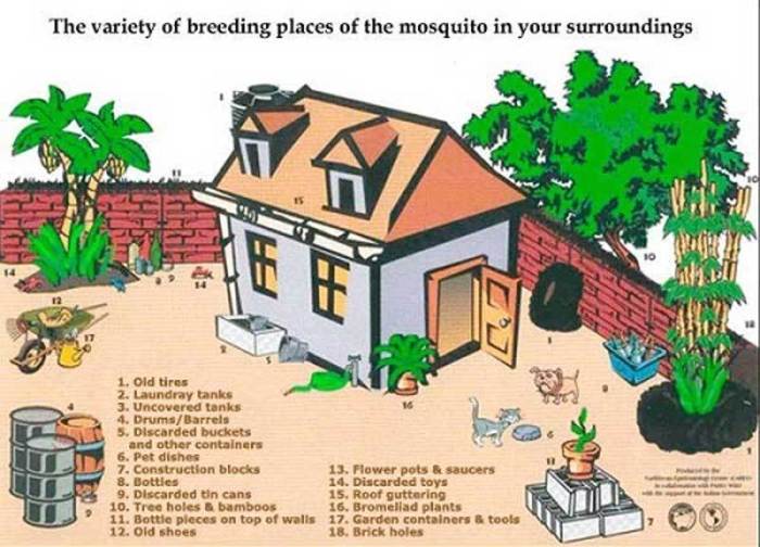 mosquito_breeding