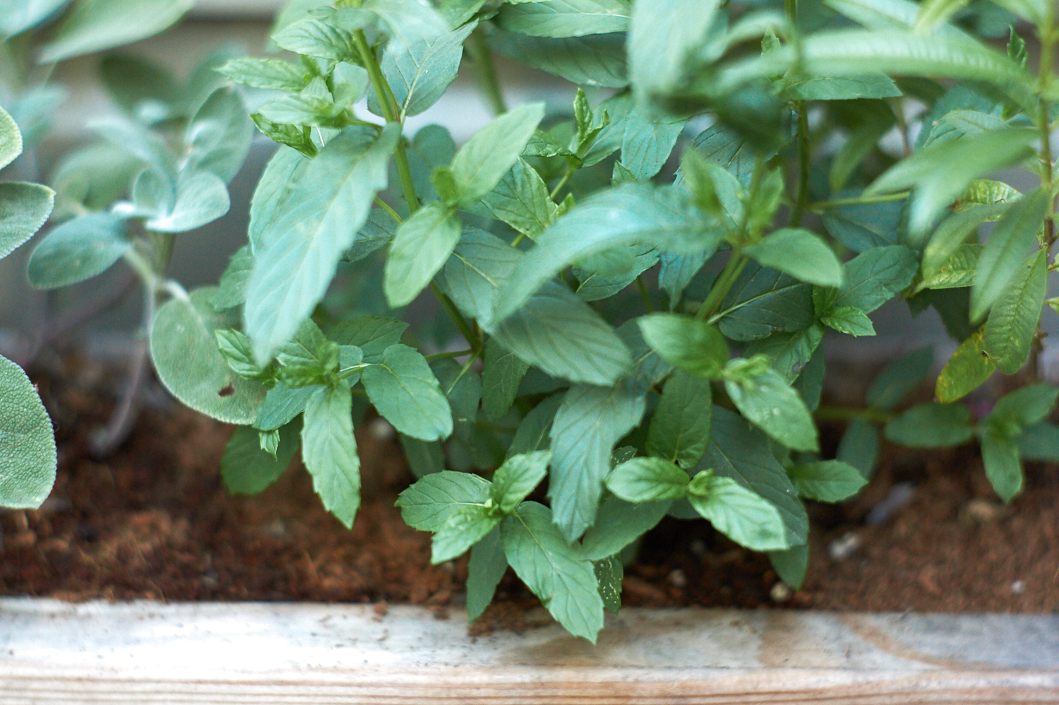 Mint Frozen Yogurt Recipe